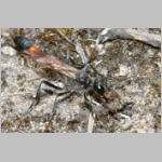 Ammophila sabulosa - Sandwespe 04n 20mm mit Sichelfluegler-Raupe - Drepana falcataria.jpg